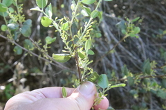 Rhamnus pilosa