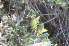 Rhamnus pilosa