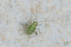 Miridae