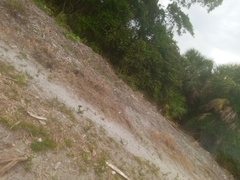 Hypericum tetrapetalum