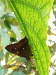 Hasora badra badra