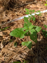 Conoclinium coelestinum