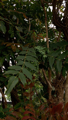 Berberidinae