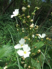 Echinodorus grandiflorus