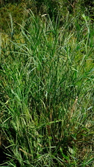 Cyperus sexangularis