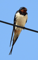 Hirundo rustica