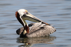 Pelecanus occidentalis