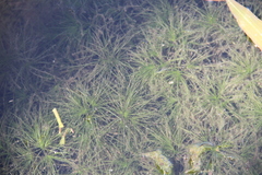 Najas minor
