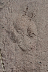 Hydrochoerus hydrochaeris