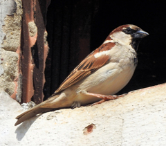 Passer domesticus