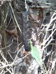 Lepidoptera