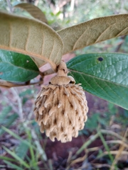 Annona monticola