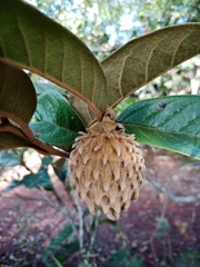 Annona monticola