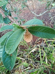 Annona monticola