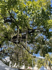 Kigelia africana