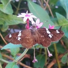 Celaenorrhinus similis