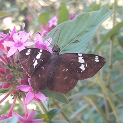 Celaenorrhinus similis