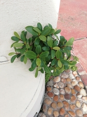 Ficus