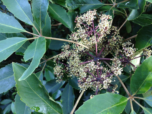 Five-finger – Shrubs and small trees of the forest – Te Ara Encyclopedia of  New Zealand