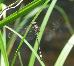 Eusynthemis brevistyla