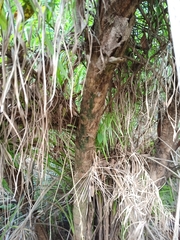 Syagrus flexuosa