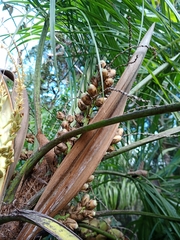 Syagrus flexuosa