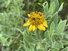 Borrichia frutescens image
