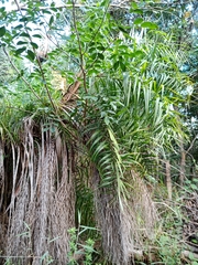 Syagrus flexuosa