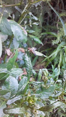Diptera