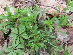 Myosotis sparsiflora
