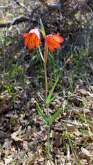 Fritillaria gentneri
