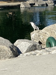 Nycticorax nycticorax