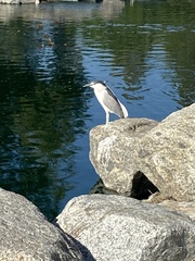 Nycticorax nycticorax