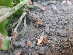 Andrena tibialis