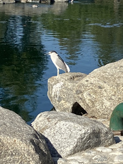 Nycticorax nycticorax