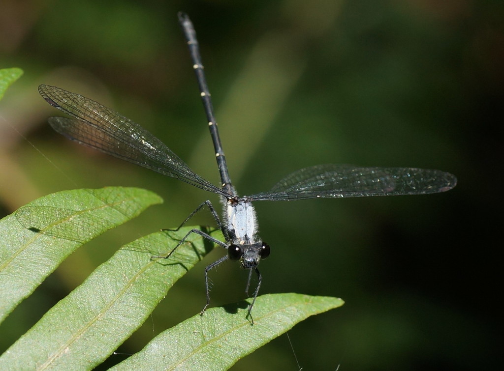 Powdered Flatwing