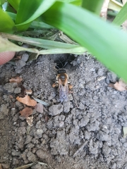 Andrena tibialis