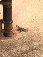 Leiocephalus carinatus