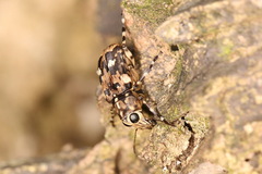 Acorynus anchis