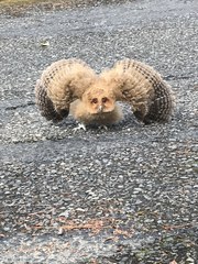 Otus megalotis