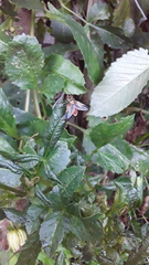 Diptera