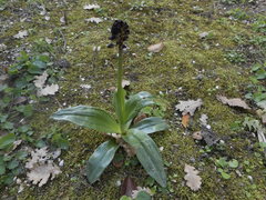 Orchis purpurea