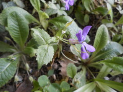 Lunaria annua