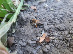 Andrena tibialis