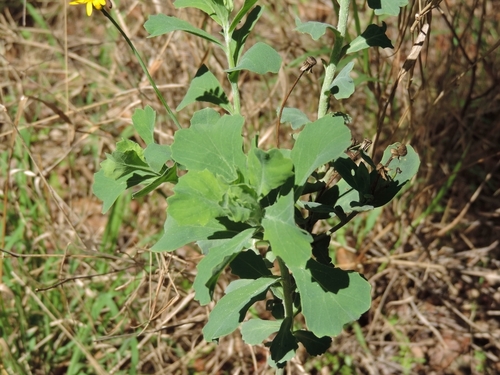 Emilia discifolia