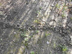 Talpa europaea