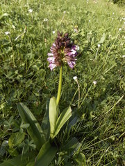 Orchis purpurea