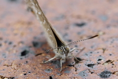 Theclinesthes miskini