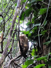 Macaca sinica