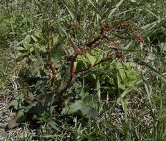 Rumex